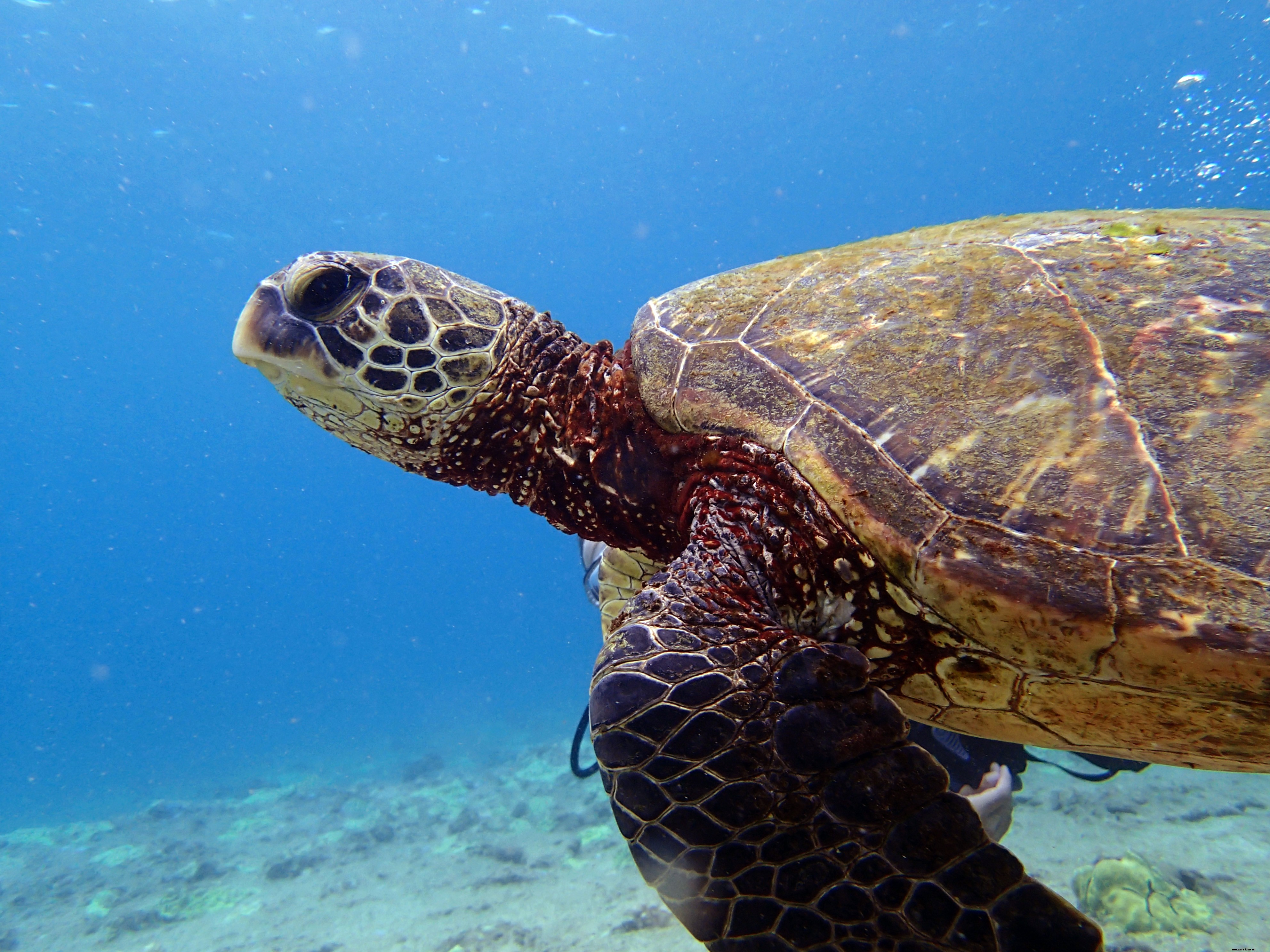 Diving Marines in Hawaii