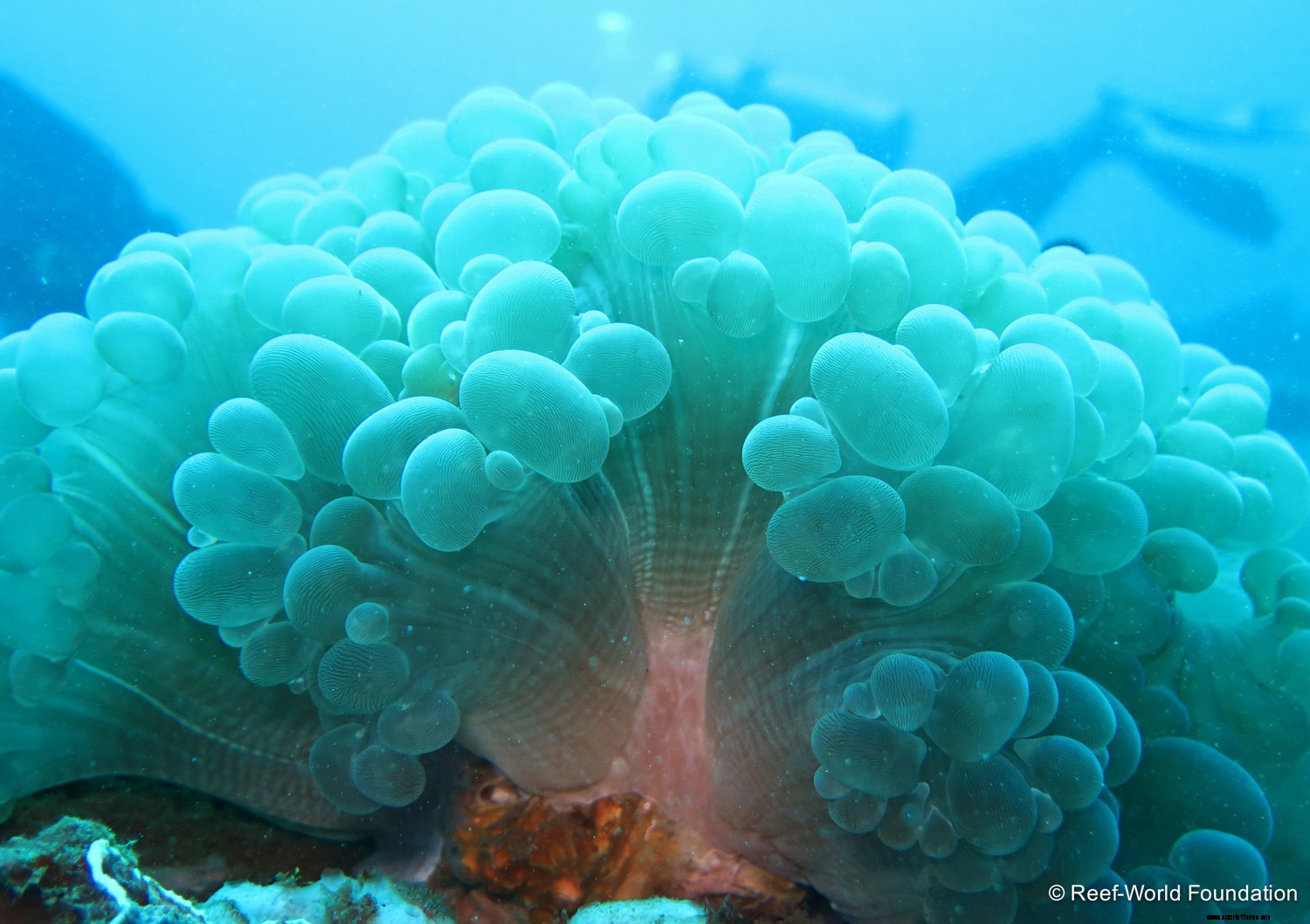 How to be Your Dive Guide’s Best Buddy