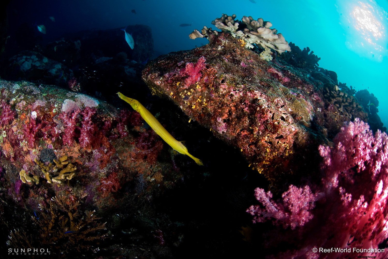 How to be Your Dive Guide’s Best Buddy