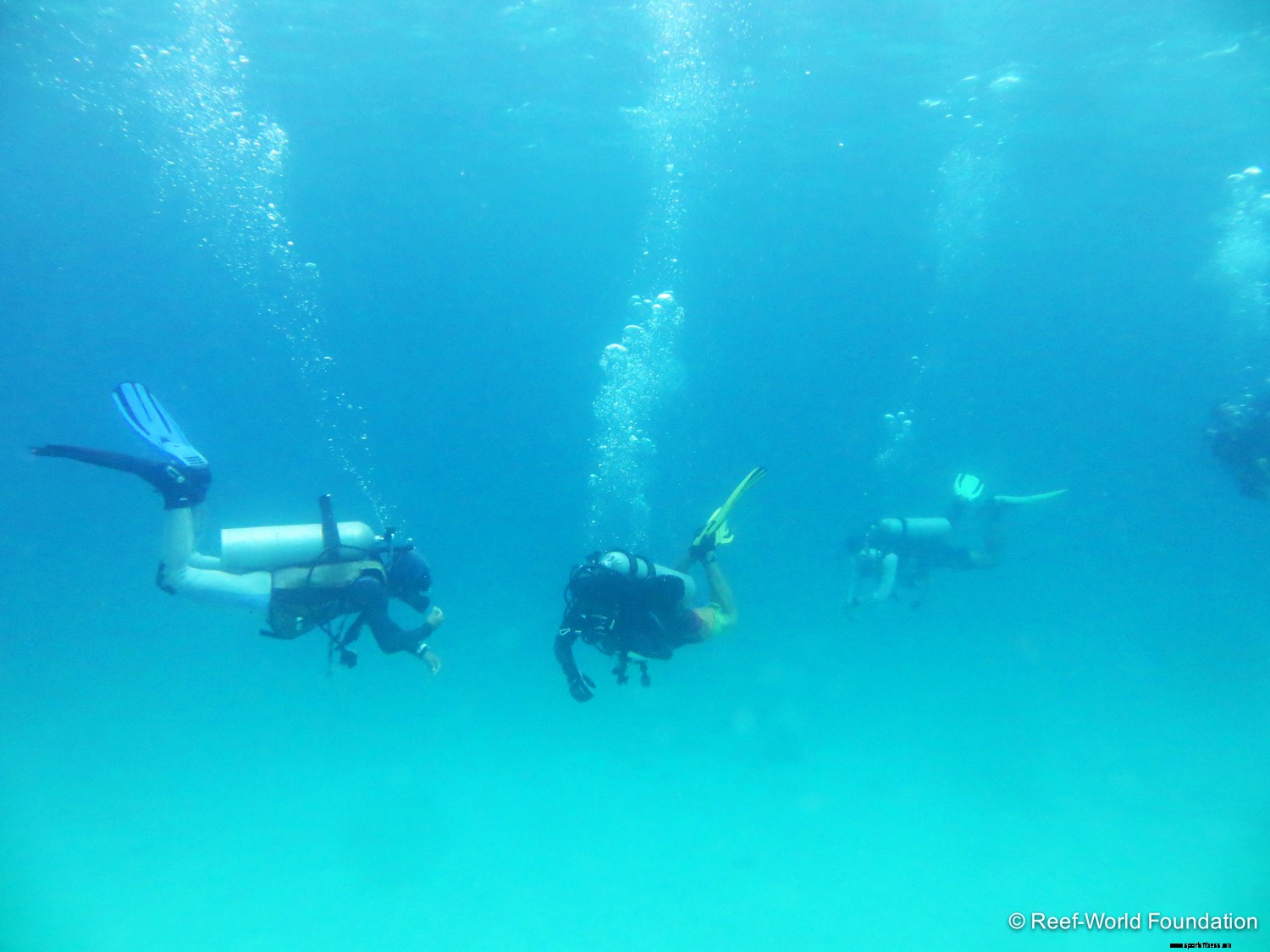 How to be Your Dive Guide’s Best Buddy