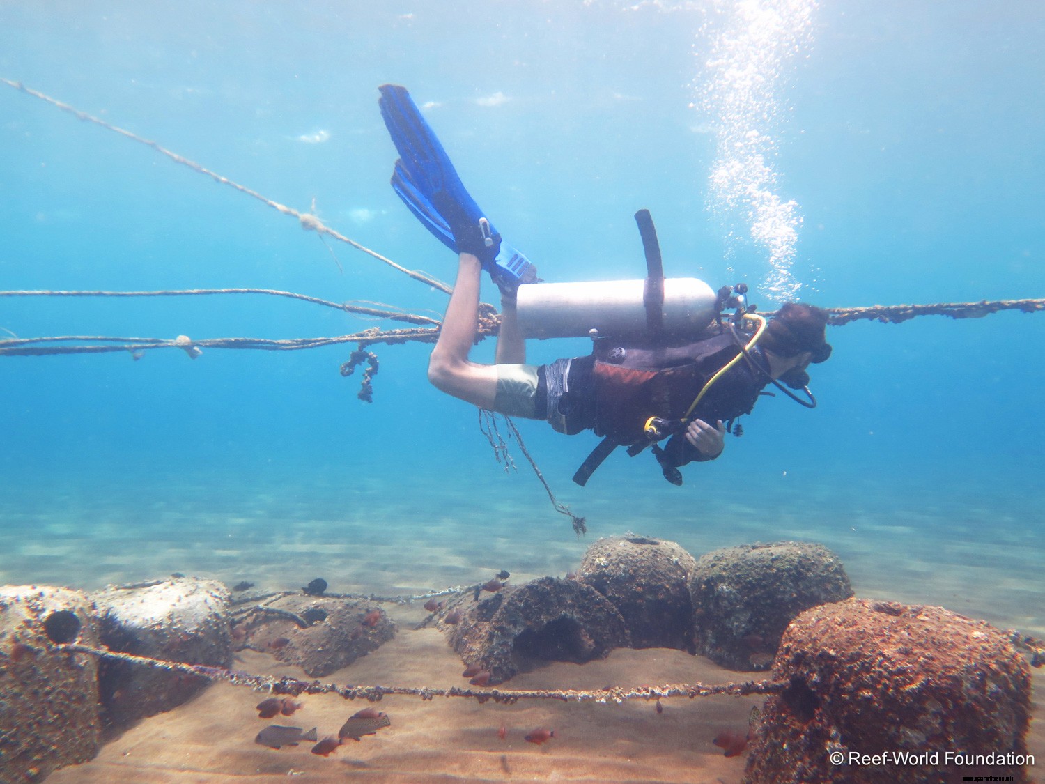 How to be Your Dive Guide’s Best Buddy