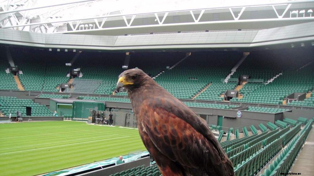 We Bet, You Did Not Know All Of These Wimbledon Facts