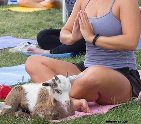 Goat Yoga. Yes, With Actual Goats.