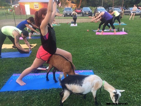 Goat Yoga. Yes, With Actual Goats.