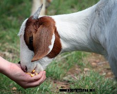 Goat Yoga. Yes, With Actual Goats.