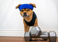 How to Include Pets in Your Fitness Routine