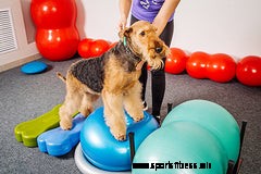 How to Include Pets in Your Fitness Routine