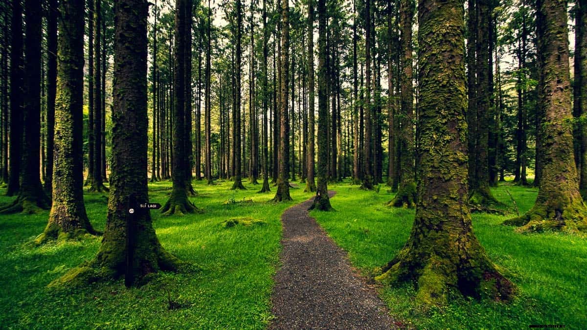 Gougane Barra: Where to Hike, Cycle & Stay in Cork’s Magical Forest