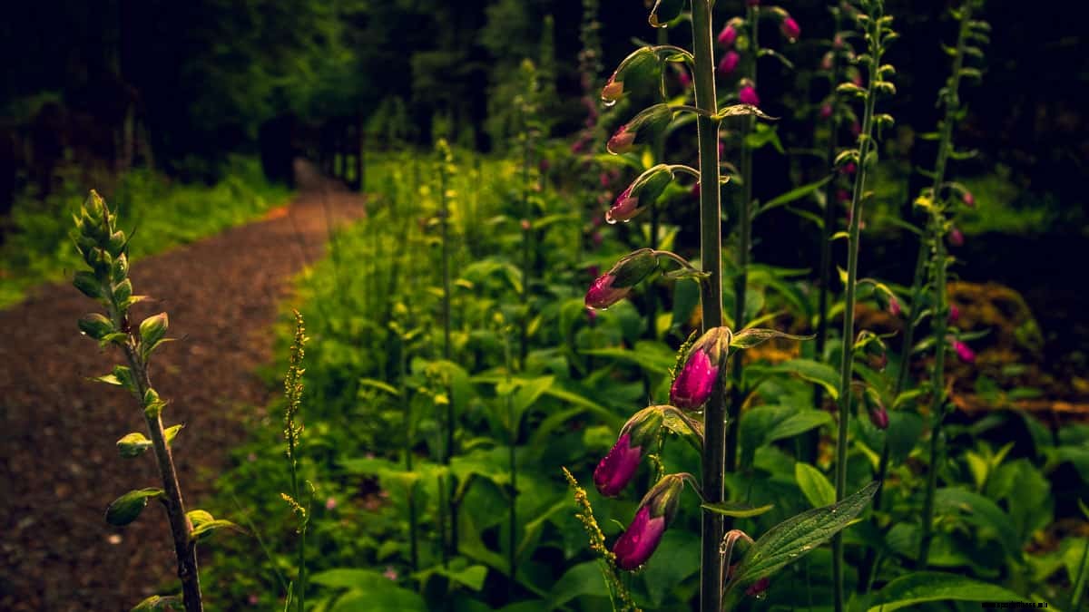 Gougane Barra: Where to Hike, Cycle & Stay in Cork’s Magical Forest