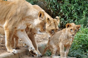 Den fine kunst at trøste en børne-fægter, der lige har tabt 