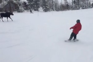 Wild Moose Chase | Se en elgløp på en snowboarder i Jackson Hole Mountain Resort 
