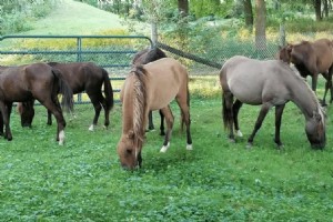 Et åndeligt forhold:Redder Ojibwe Spirit Horses 